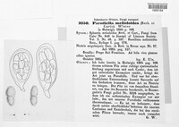 Parodiella melioloides image